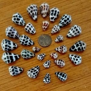 Hawaiian Hebrew Cone Seashells